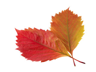 Two autumn leaf