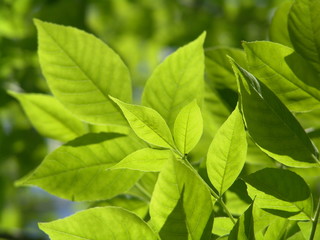 Fresh green leaves © fox17
