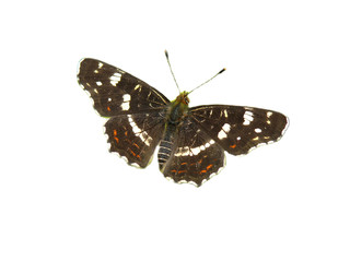 Schmetterling