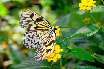 Schmetterling auf Blüte
