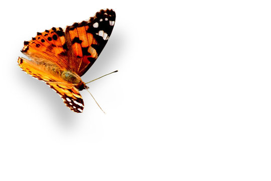 Schmetterling