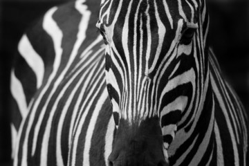 Zebra - obrazy, fototapety, plakaty