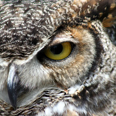 Great Horned Owl eye closeup
