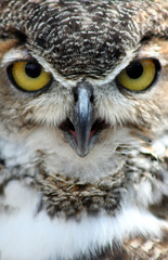 Great Horned Owl Close-up
