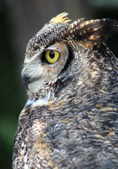 Great Horned Owl's beautiful plumage
