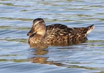Mallard in the water.