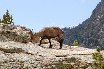 Chamois près du Refuge de Cougourde