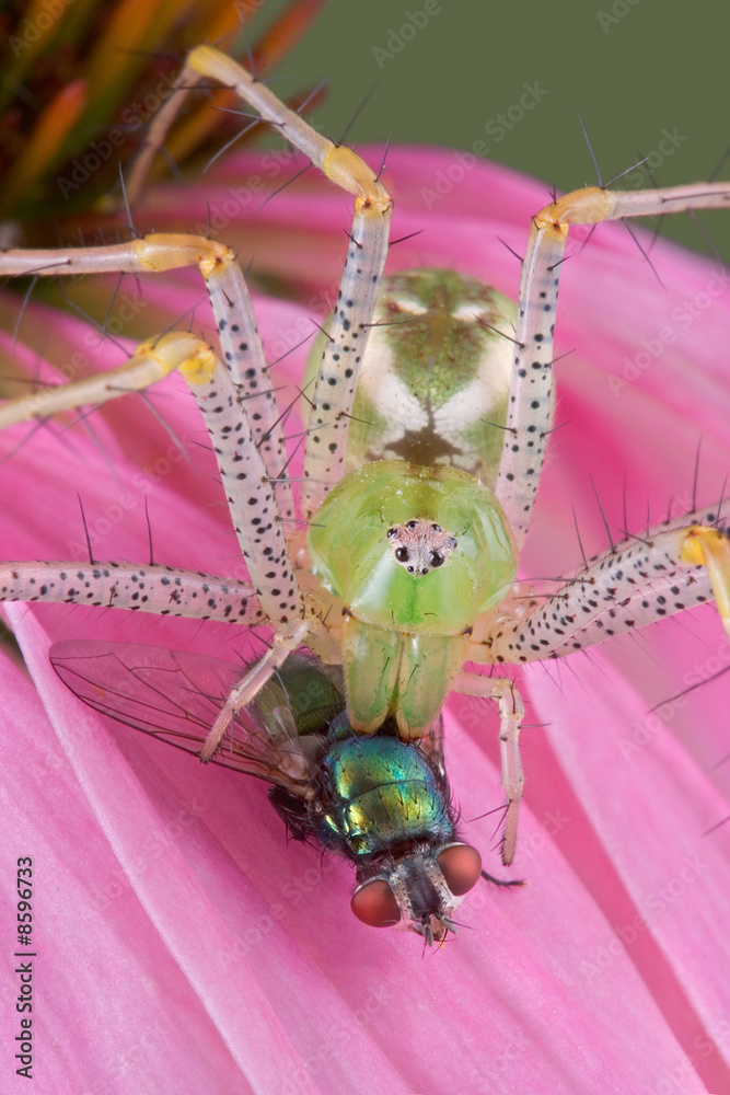 Canvas Prints lynx spider with fly on flower