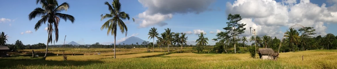 Abwaschbare Fototapete Indonesien Reisfeld