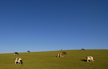 Hill country with sparse grazing cows