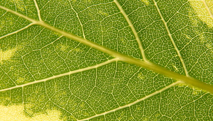 Obraz premium Green leaf texture