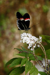 Fototapeta premium SMALL DELICATE BUTERFLY