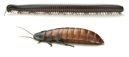 Milipede and Cockroach