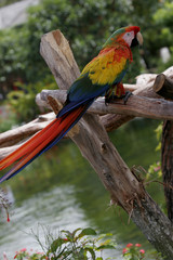 AMAZON PARROT