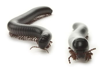 Giant Millipedes Front View