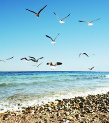 Sea gulls