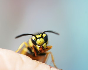 Wasp