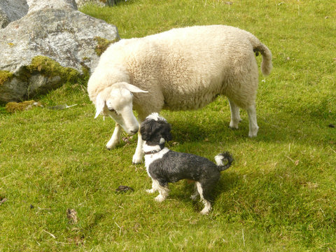 a dog and a sheep