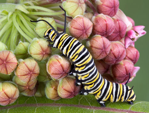 Monarch Caterpillar On Milkweed B