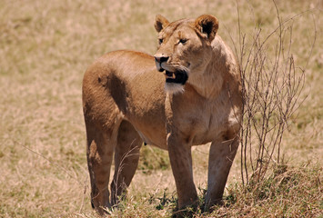 Lion in Ngoro Ngoro N.P. in Tanzania