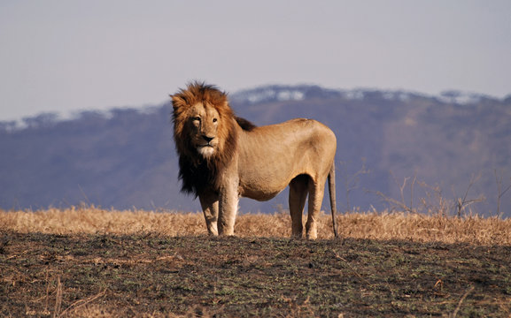 Lion in Ngorongoro N.P. in Tanzania