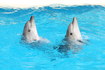 Nice performing dolphins swimming in blue water