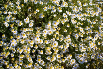 camomile