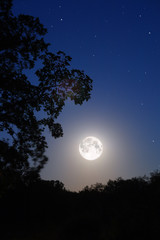 Fototapeta na wymiar Księżyc i drzewa