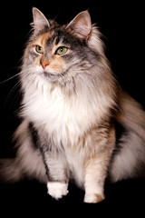 Norwegische Waldkatze