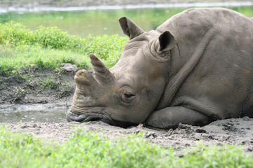 White Rhinoceros relaxin in the mud