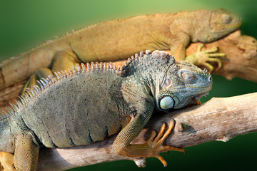 two iguana