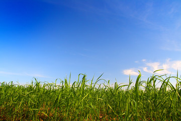 green grass under blue sky