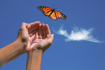 Monarch Butterfly Released - 8607343