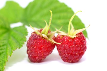 Bio Himbeeren