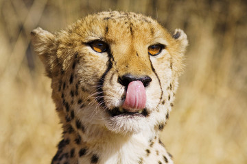 Gepard in Namibia mit Zunge © Bernhard Sedlmaier