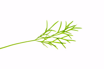 Fototapeta premium fresh dill herb isolated .close up