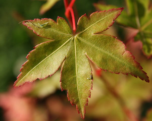 feuille d'érable