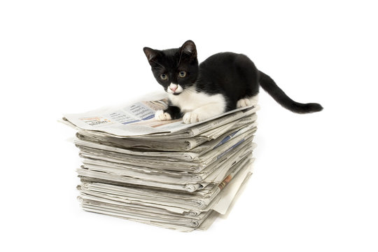 gatto giornali gioco
