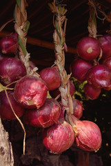 Italian onions drying