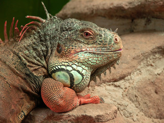Iguana
