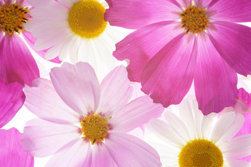 floral pattern