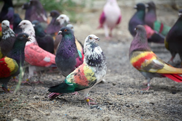 Painted racing pigeons