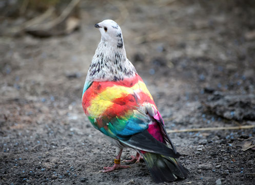 Painted Racing Pigeons