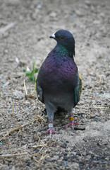 Painted racing pigeons
