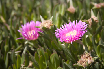 Lampranthus Spectabilis