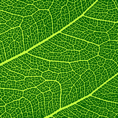 vector leaves macro texture