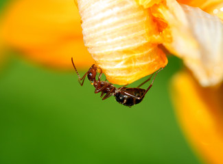 ant-insect-2144