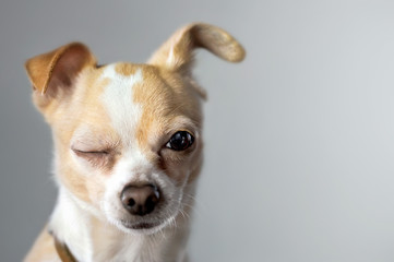 Fototapeta Chihuahua Wink obraz
