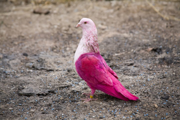 Painted racing pigeons