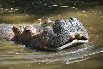 Fototapeta premium hippopotame